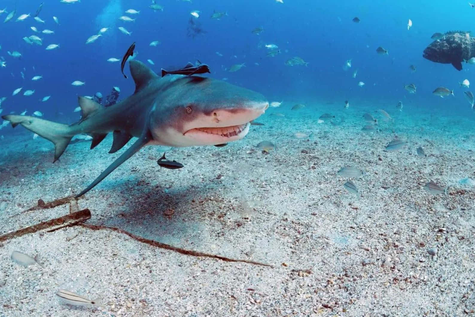 Lemon Shark Sandy Seabed Wallpaper