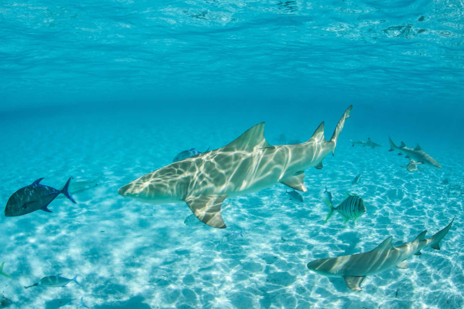 Lemon Shark Swimming Crystal Clear Water Wallpaper