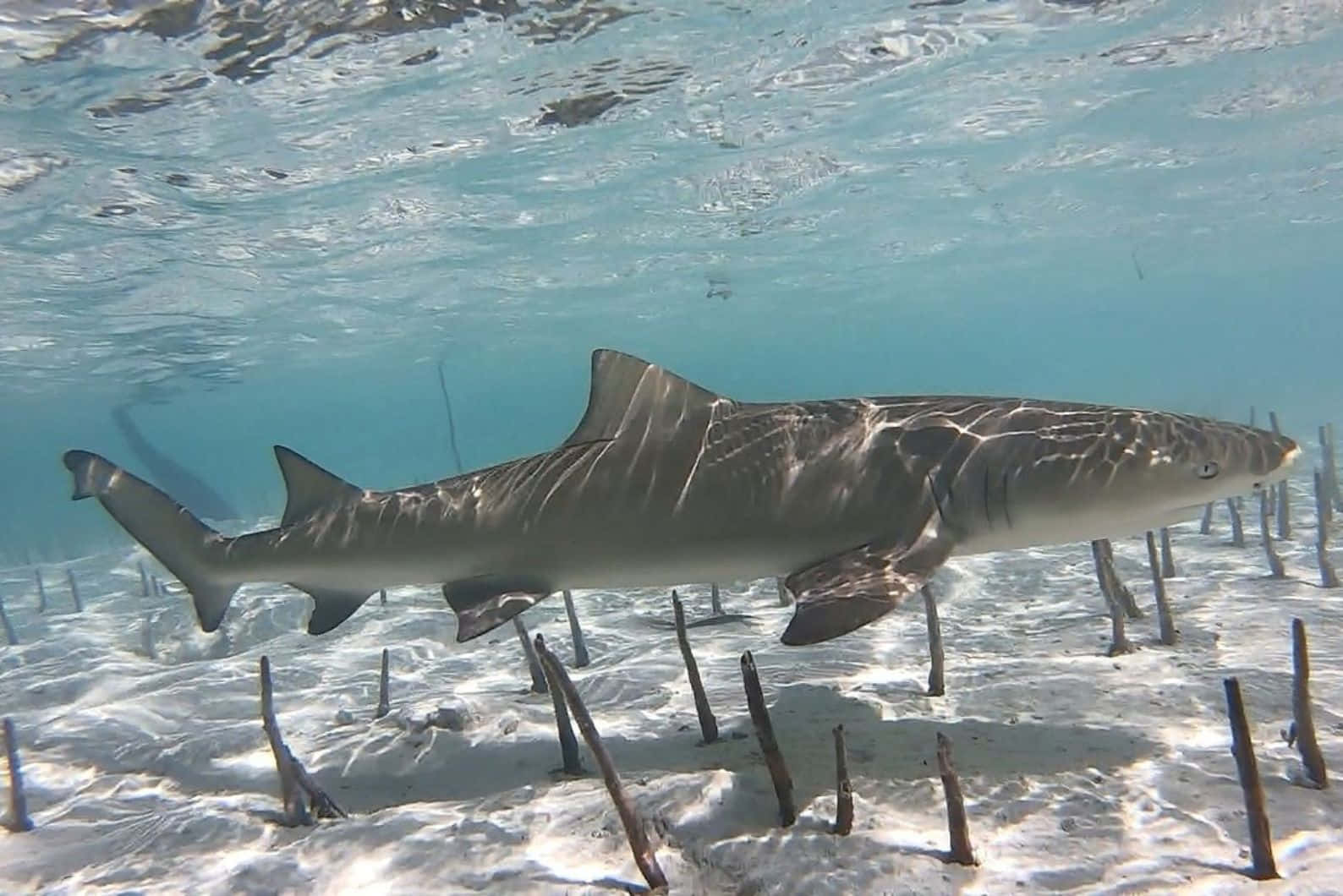 Lemon Shark Swimming Over Sandy Bottom Wallpaper