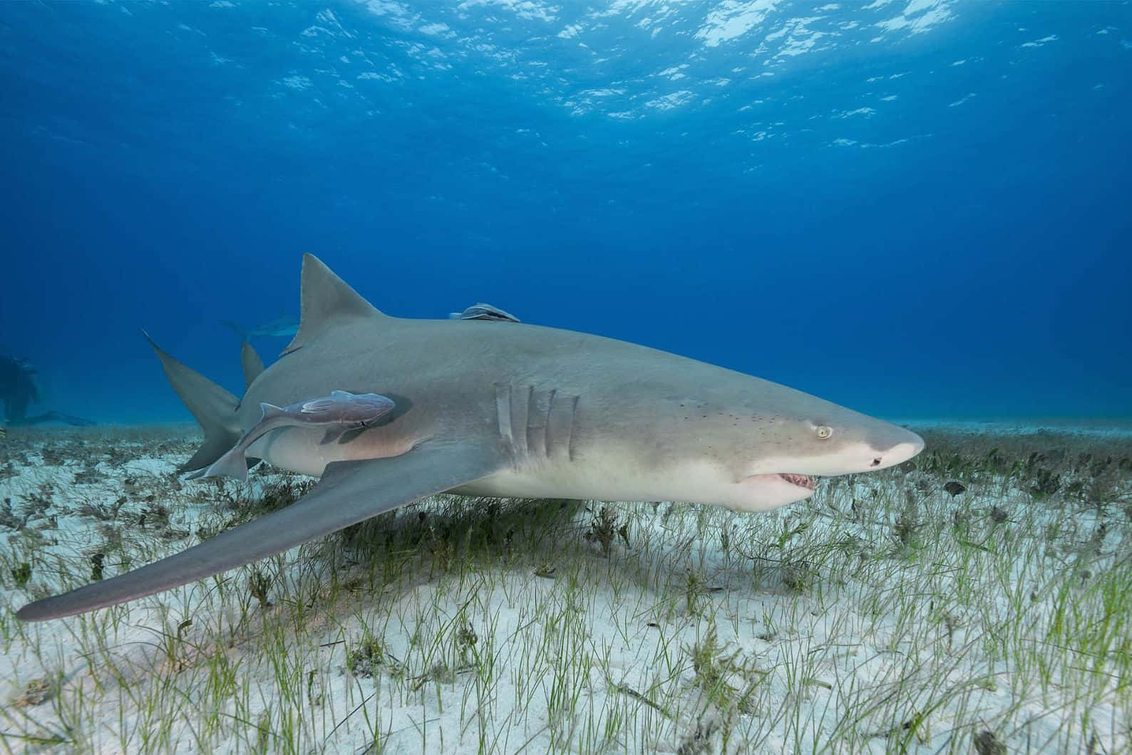 Lemon Shark Swimming Over Seagrass Bed Wallpaper