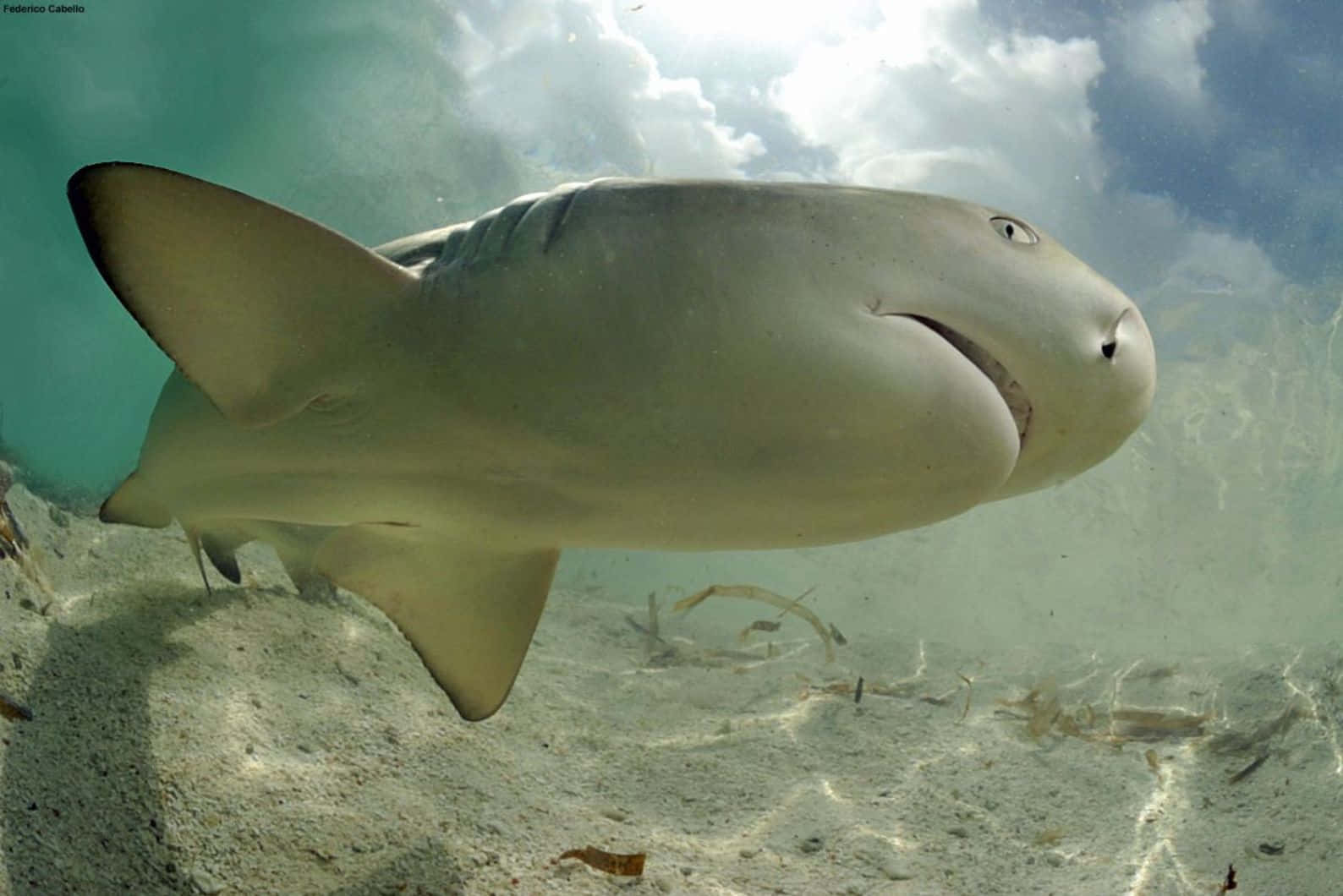 Lemon Shark Underwater Photography Wallpaper