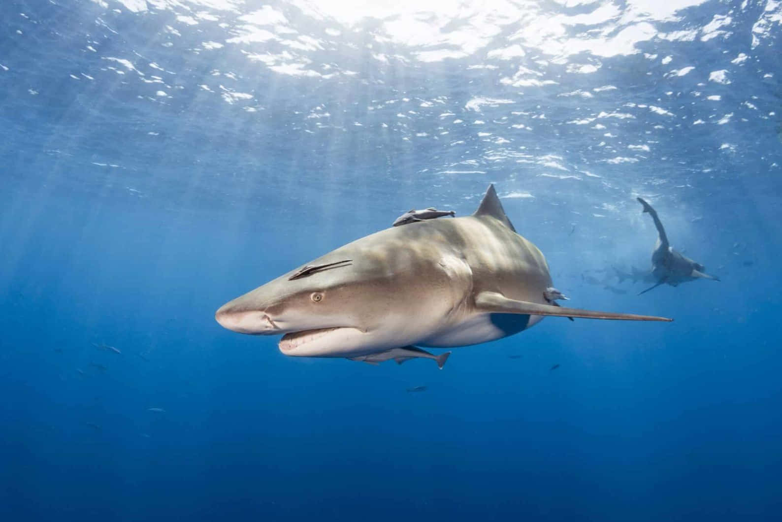 Lemon Shark Underwater Swimming Wallpaper