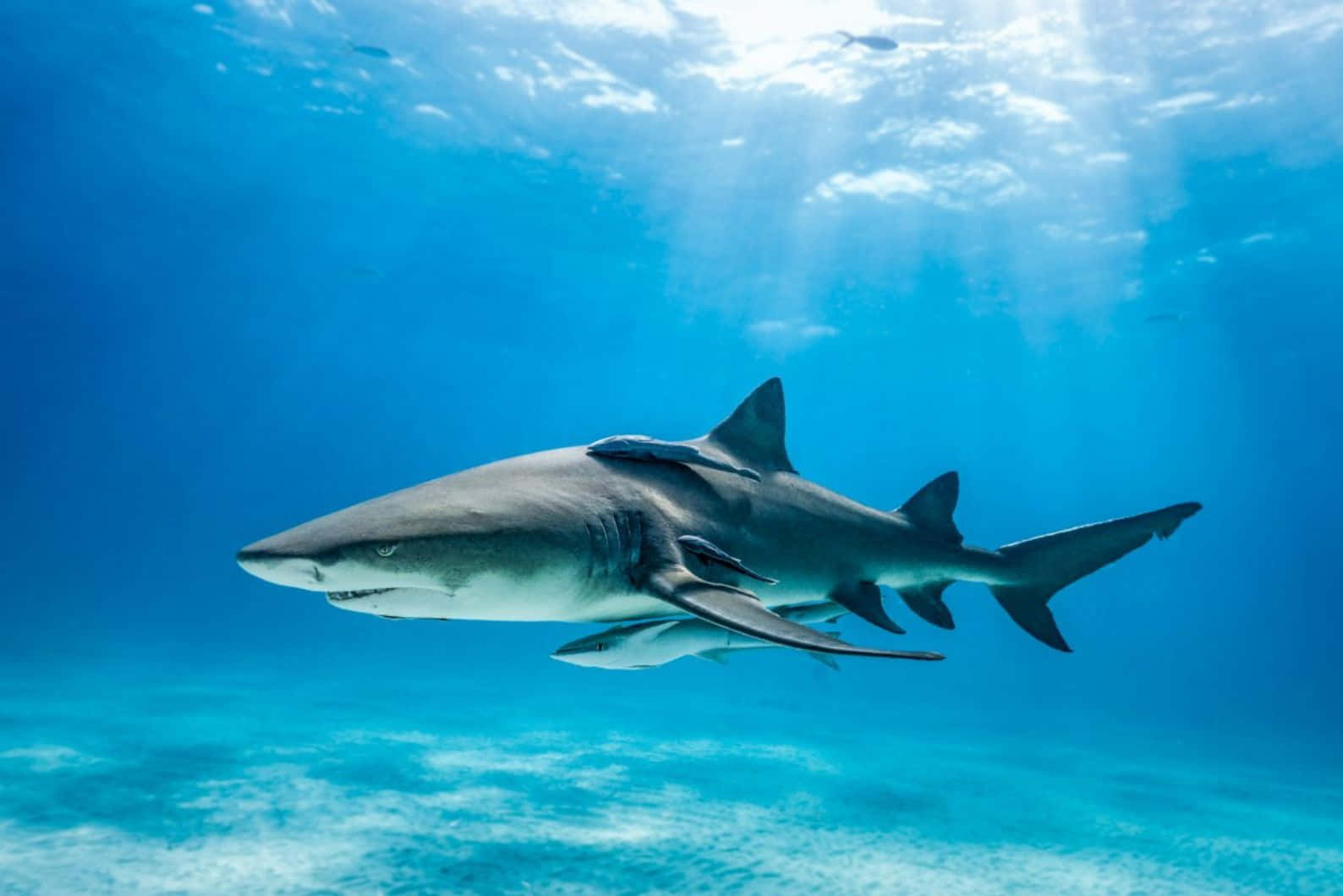 Lemon Shark Underwater Swimming Wallpaper