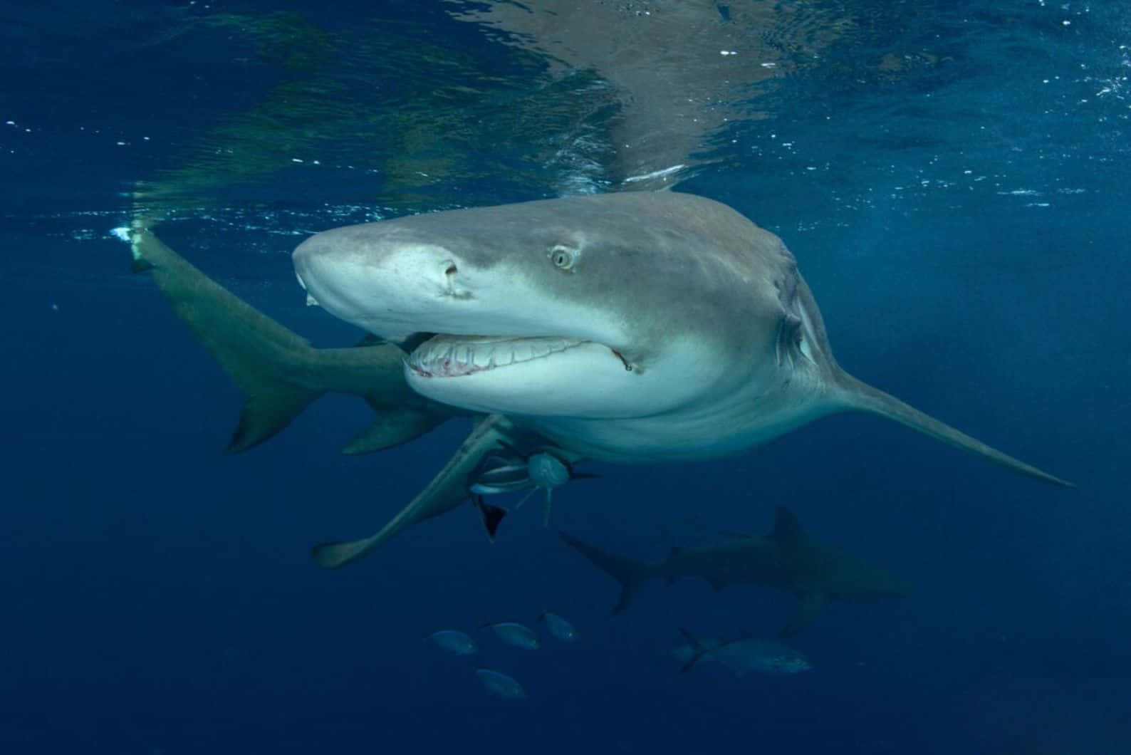 Lemon Shark Underwater Swimming Wallpaper