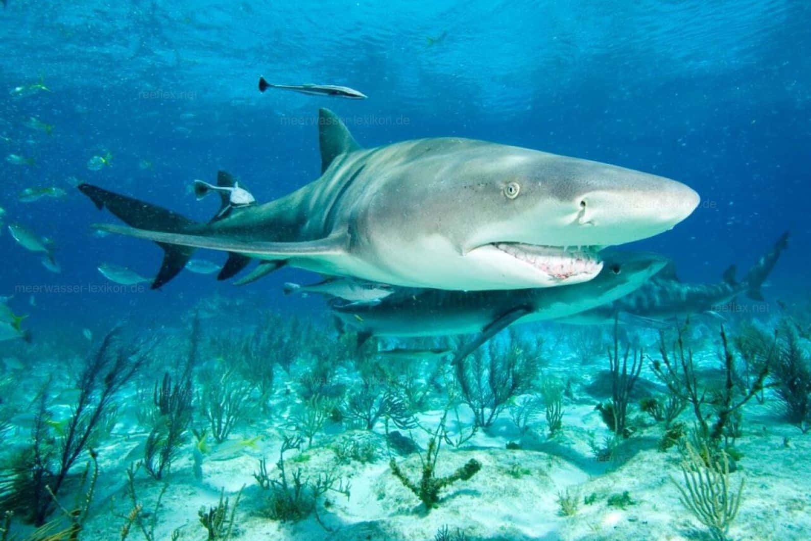 Lemon Shark Underwater Swimming Wallpaper