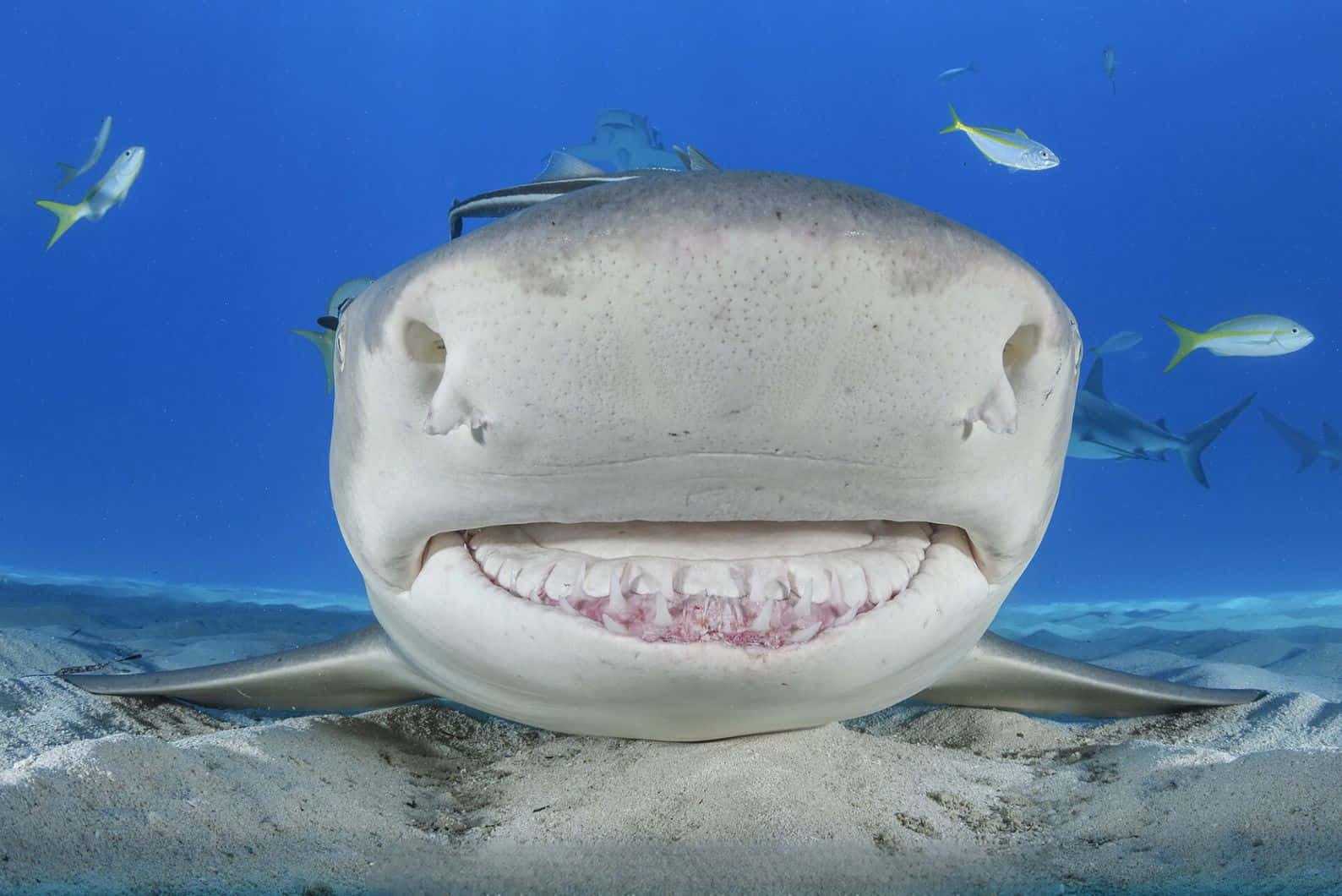 Lemon Shark Up Close Wallpaper