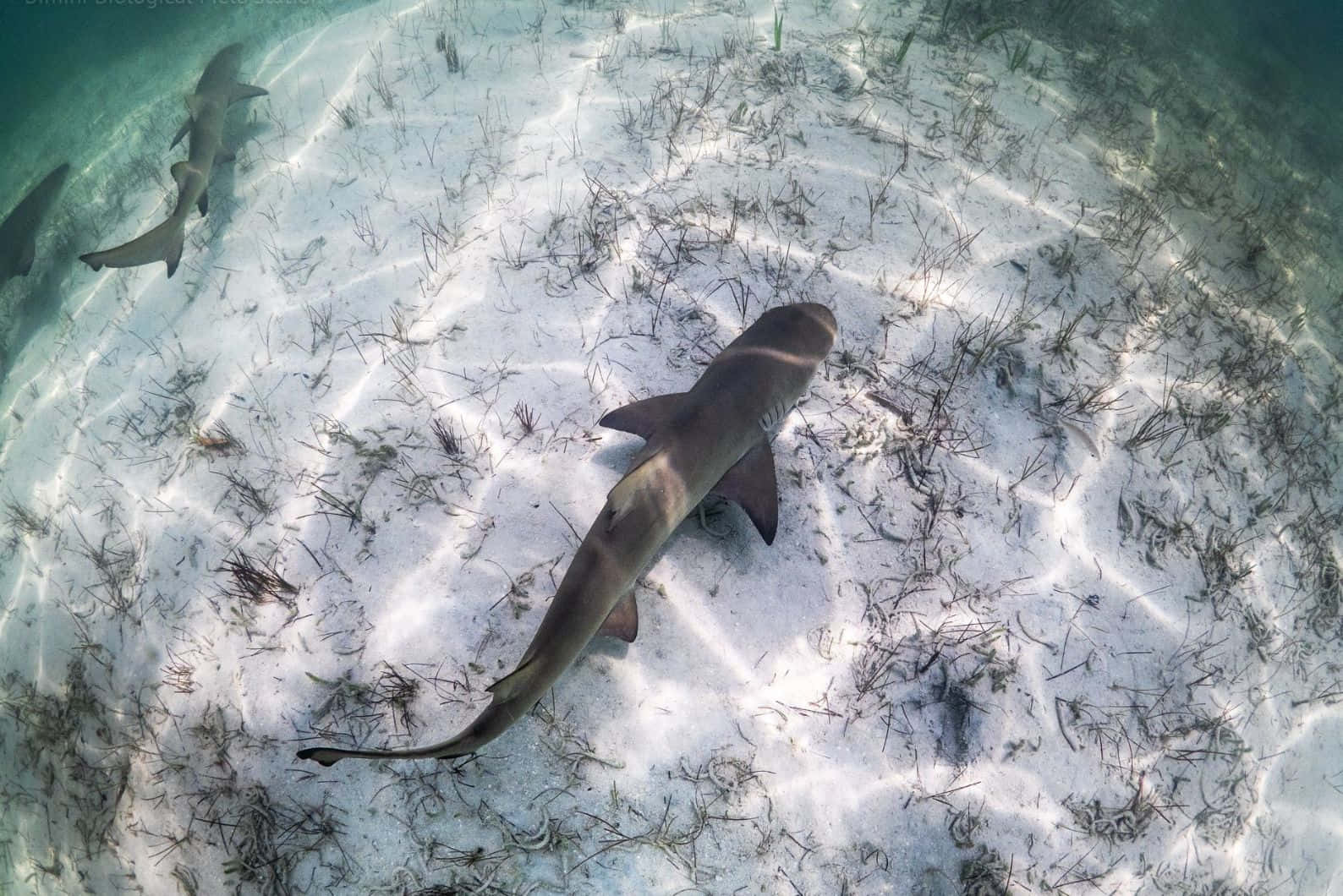 Lemon Sharks Graceful Swim Wallpaper