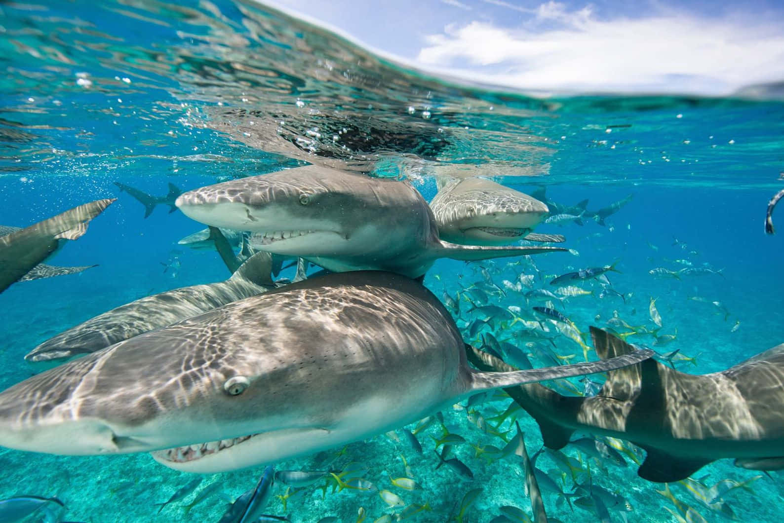 Lemon Sharks Swimming Crystal Clear Water Wallpaper