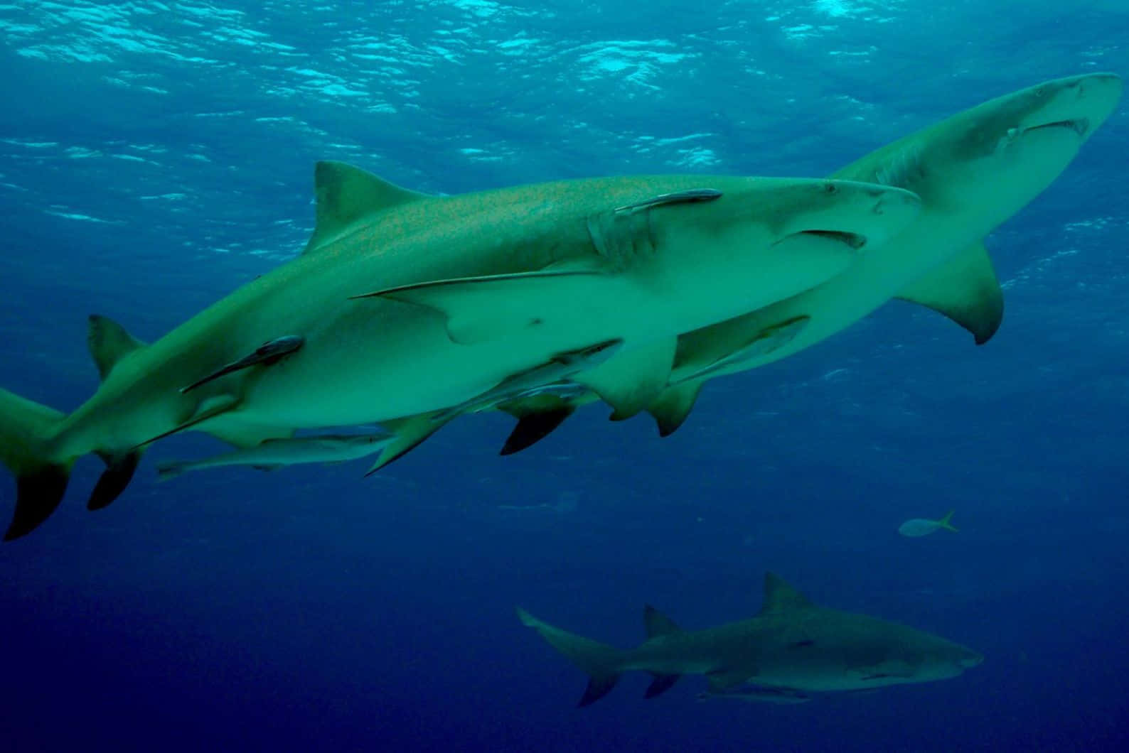 Lemon Sharks Swimming Underwater Wallpaper