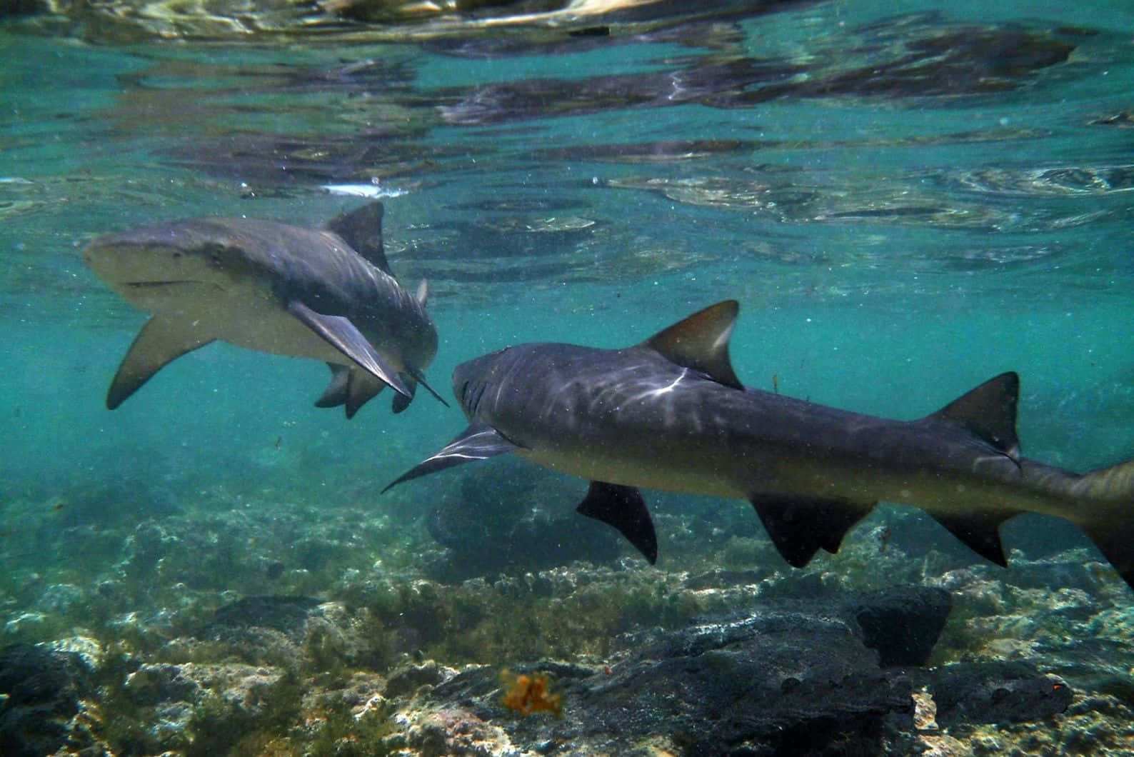 Lemon Sharks Swimming Underwater Wallpaper