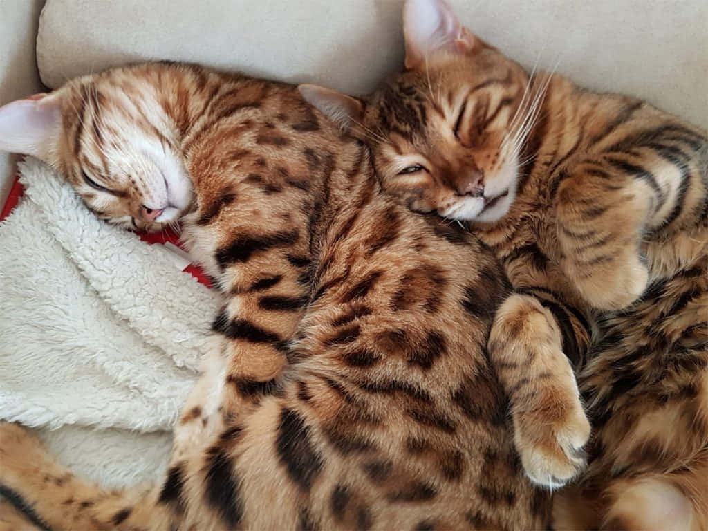 Leopard_ Cat_ Cuddles.jpg Wallpaper