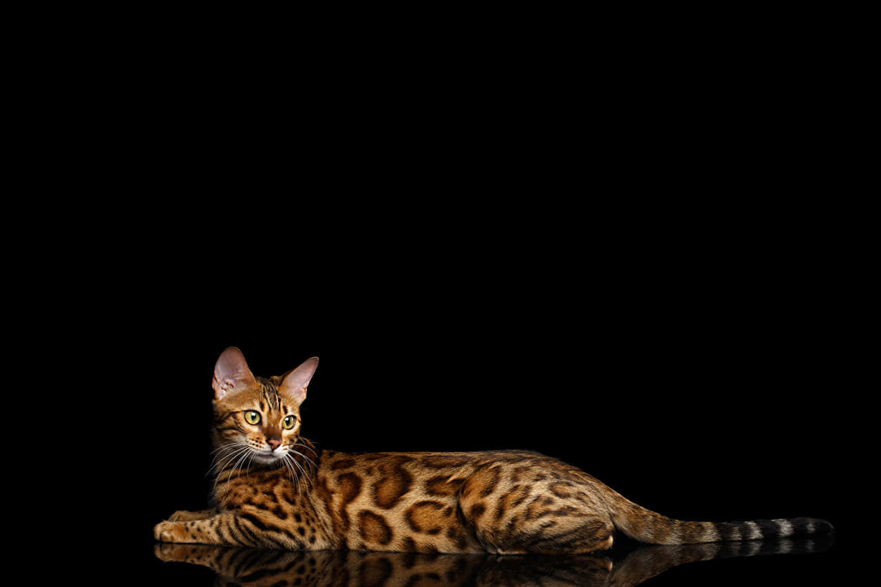 Leopard Cat Elegant Pose Wallpaper