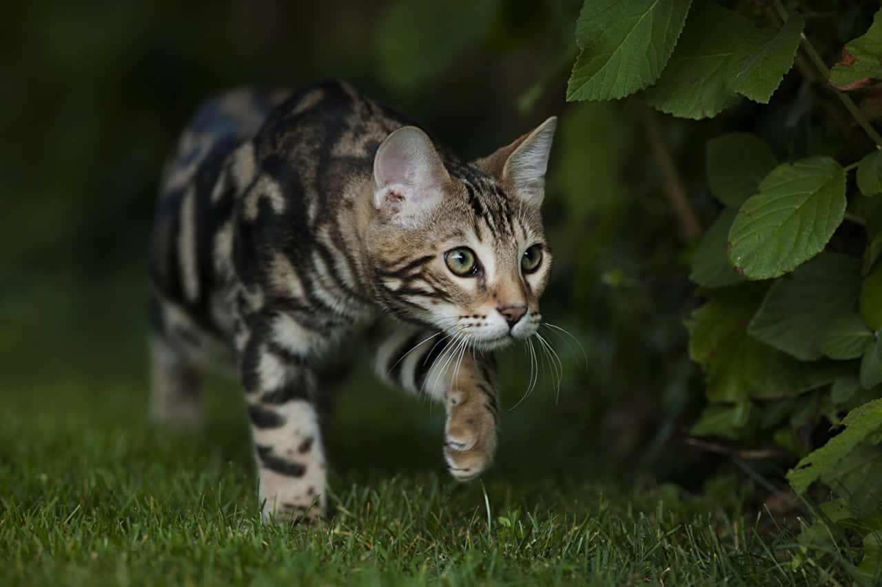 Leopard Cat Prowling Through Garden Wallpaper