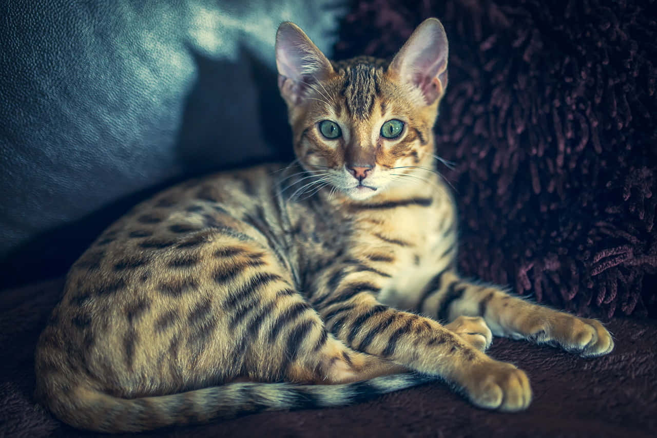 Leopard Cat Resting Indoors Wallpaper