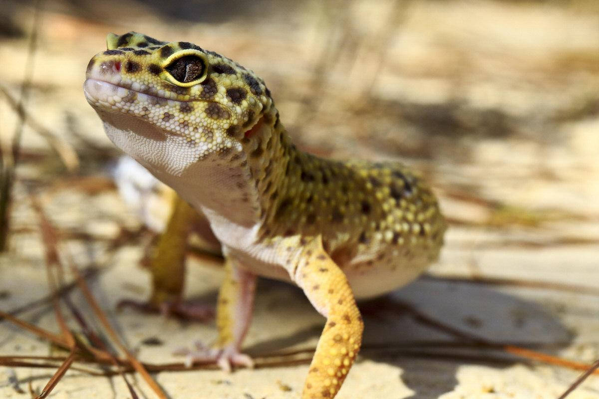 Leopard Gecko On Wild Wallpaper