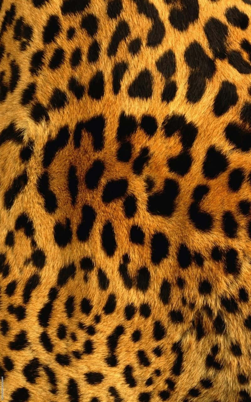 Leopard Print Texture - Leopard Print Texture Fine Art Print Wallpaper