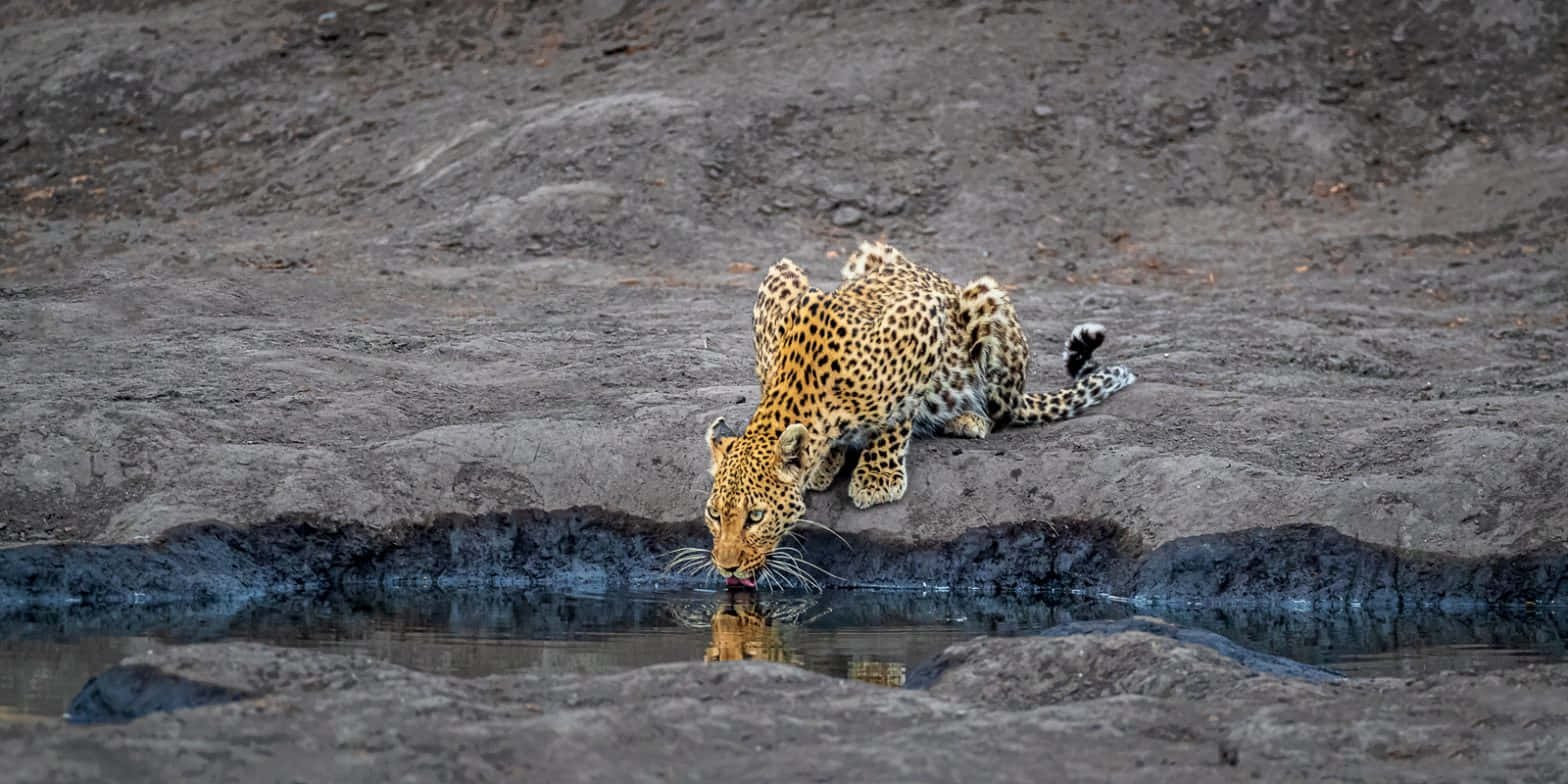 Leopard_ Quenching_ Thirst_at_ Dusk Wallpaper