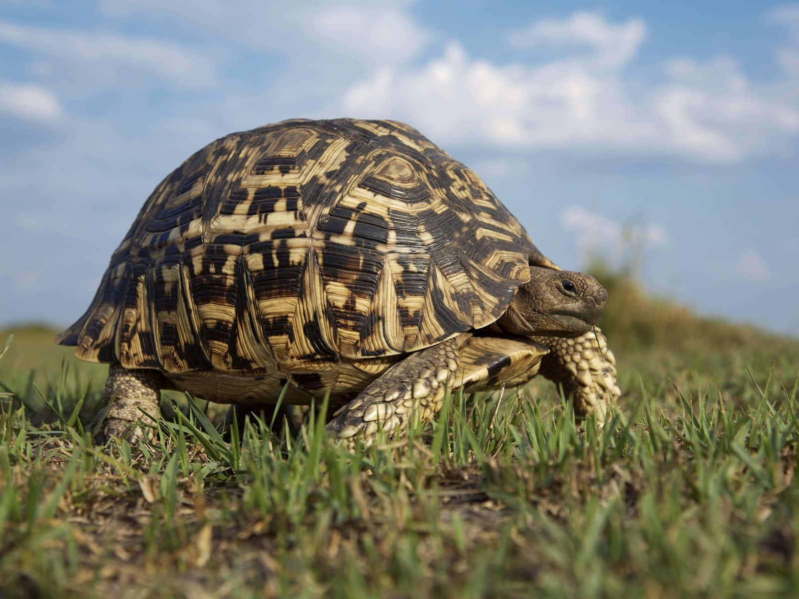 Leopard Tortoisein Grassland Wallpaper