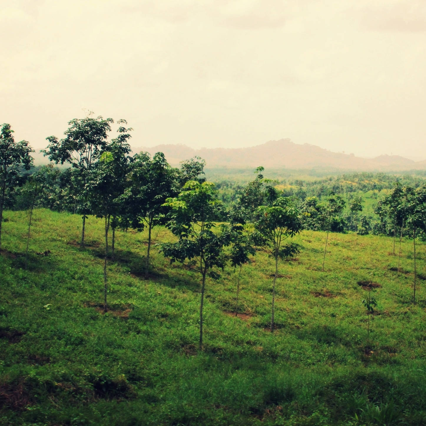 Liberia Green Pasture Wallpaper