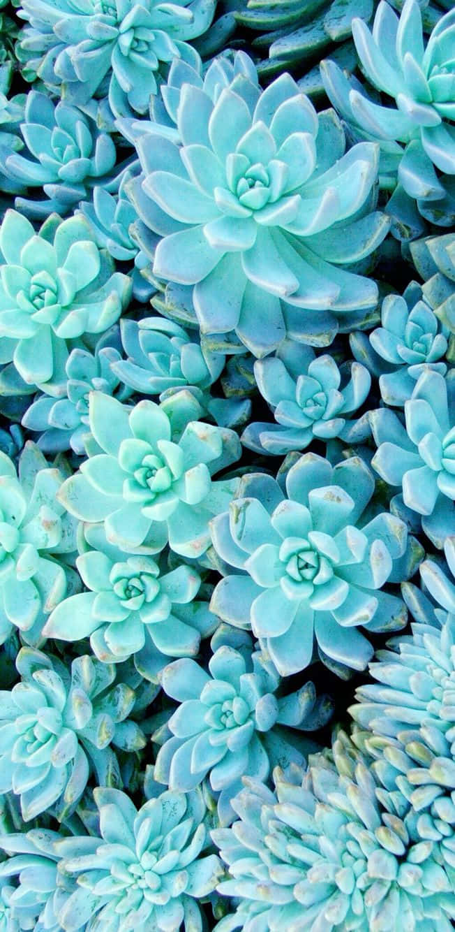 Light Green Succulent Iphone Cluster Wallpaper