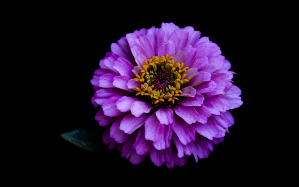 Lilac Dahlia Wallpaper