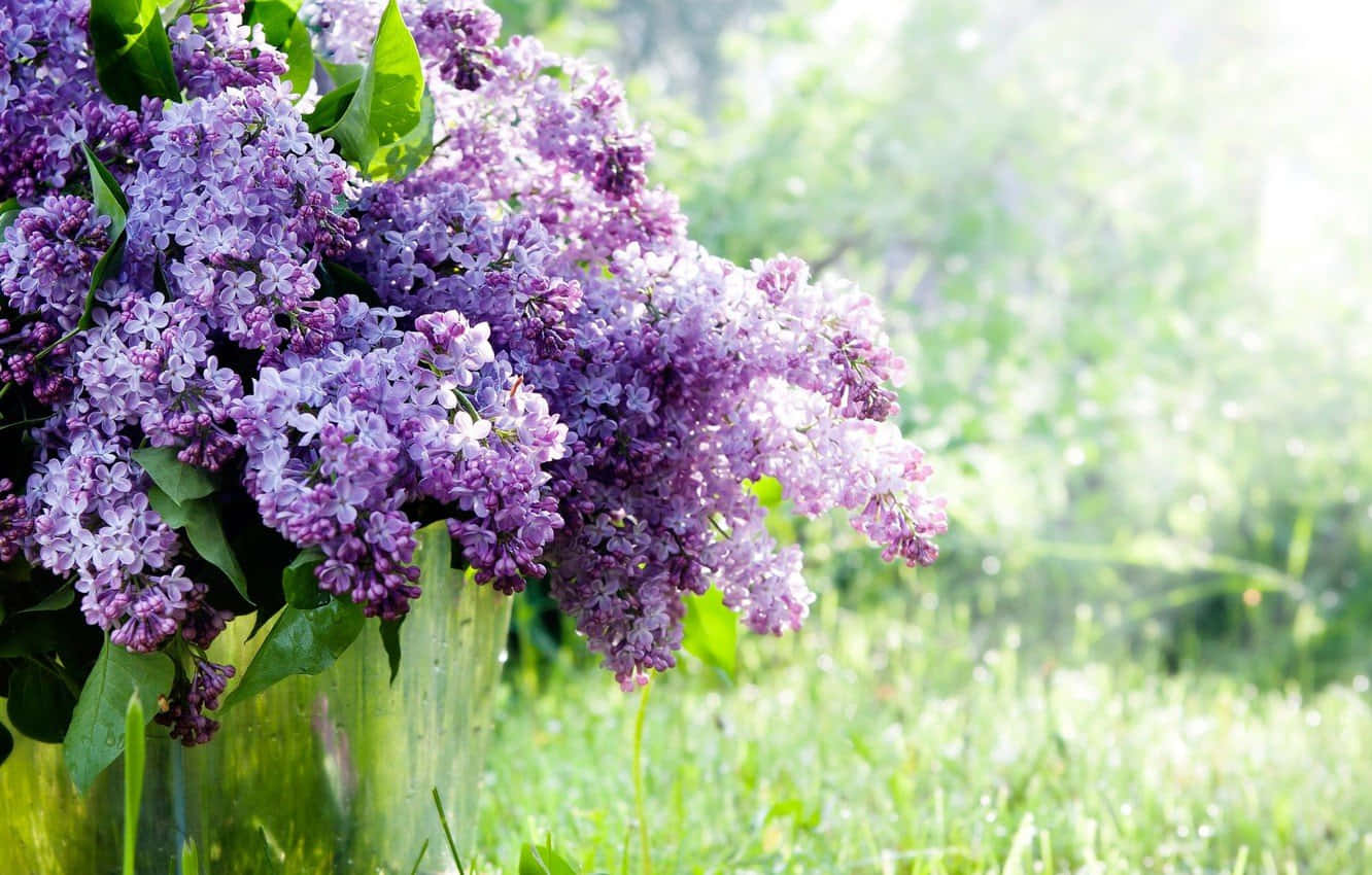 Lilac Tree 1332 X 850 Wallpaper Wallpaper