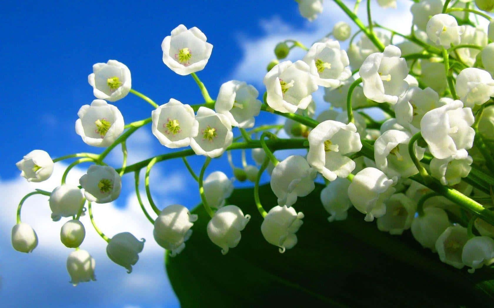 Lilyofthe Valley Blooms Against Blue Sky Wallpaper