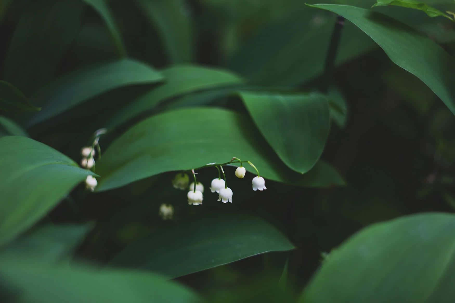 Lilyofthe Valleyin Greenery Wallpaper