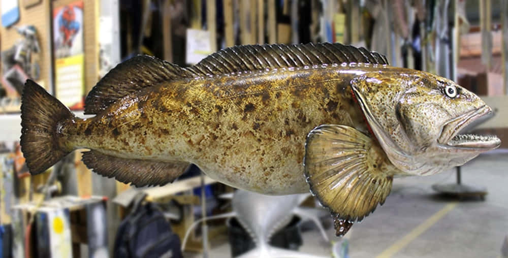 Lingcod Fish On Display.jpg Wallpaper