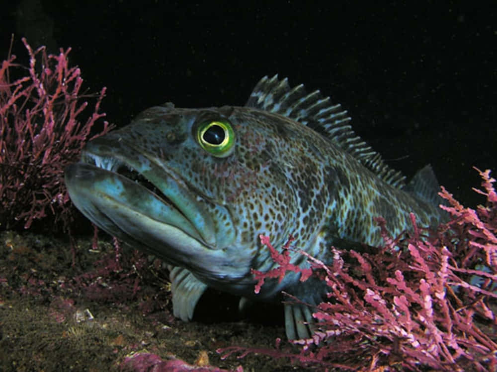 Lingcod In Natural Habitat Wallpaper