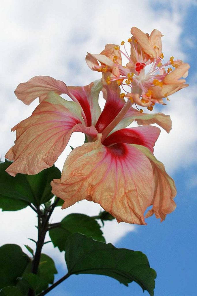 Lion Tail Hibiscus Wallpaper