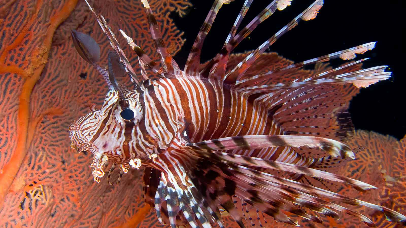 Lionfishin Coral Reef Wallpaper