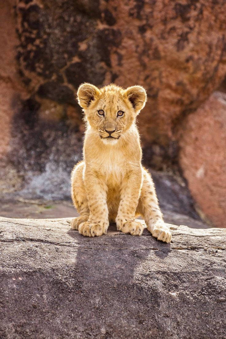 Little Baby Lion Wallpaper