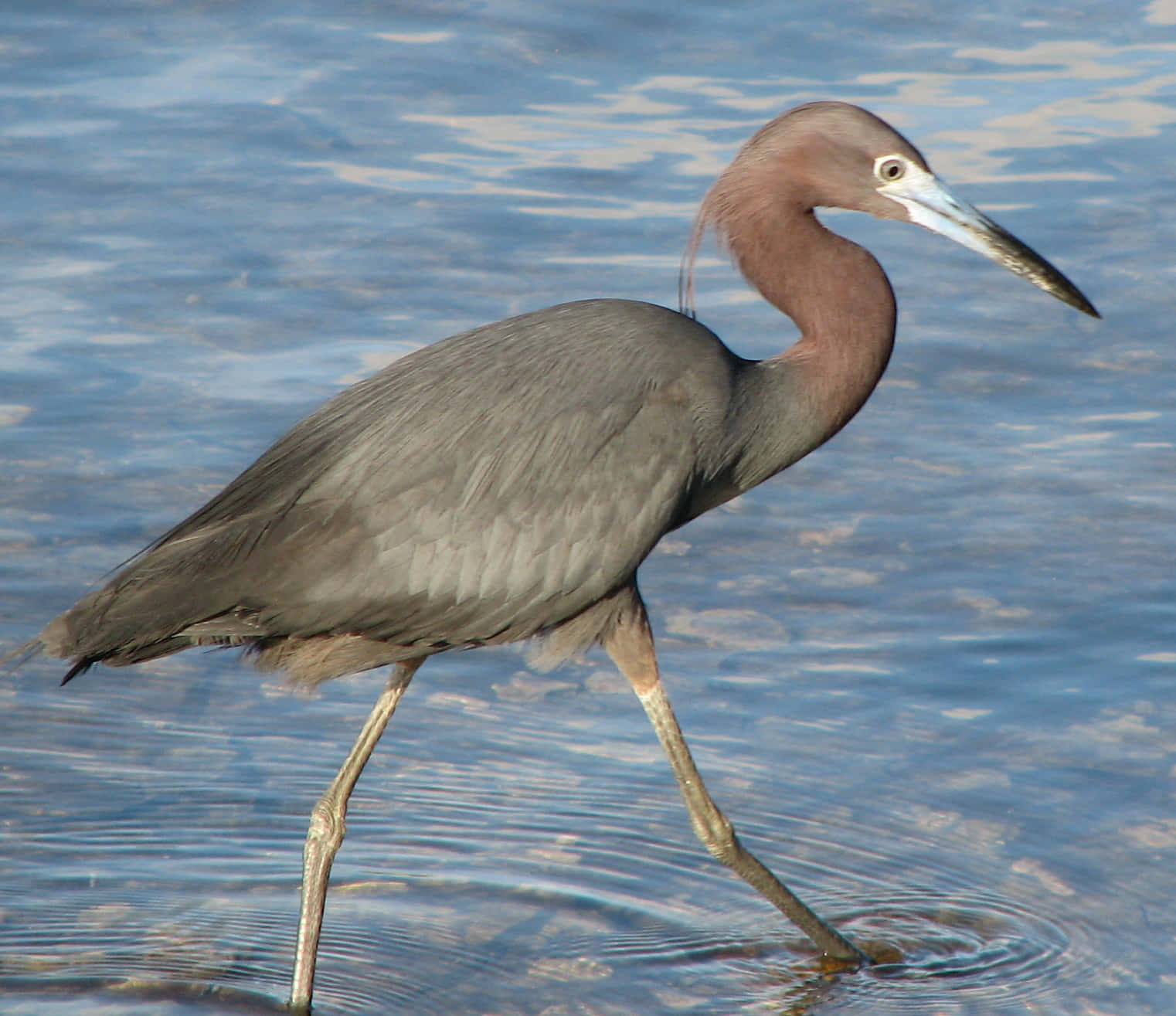 Little Blue Heron Standingin Water.jpg Wallpaper