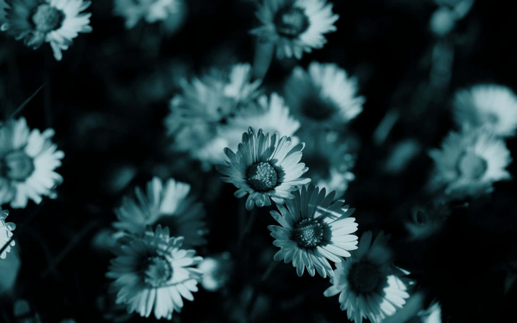 Little Teal Flower Wallpaper