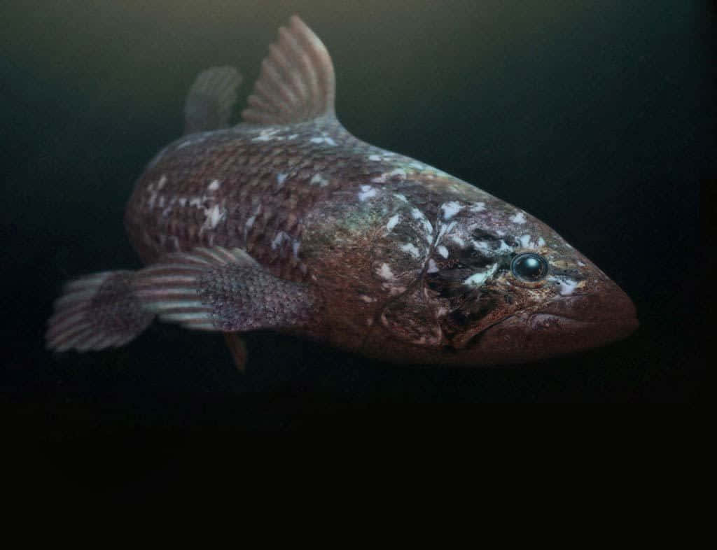 Living Fossil Coelacanth Underwater Wallpaper