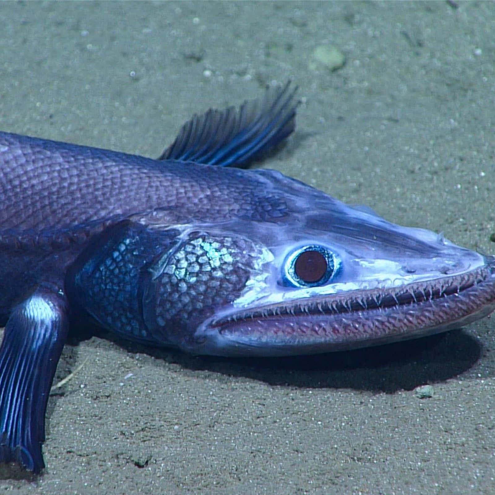 Lizardfish In Its Natural Habitat Wallpaper