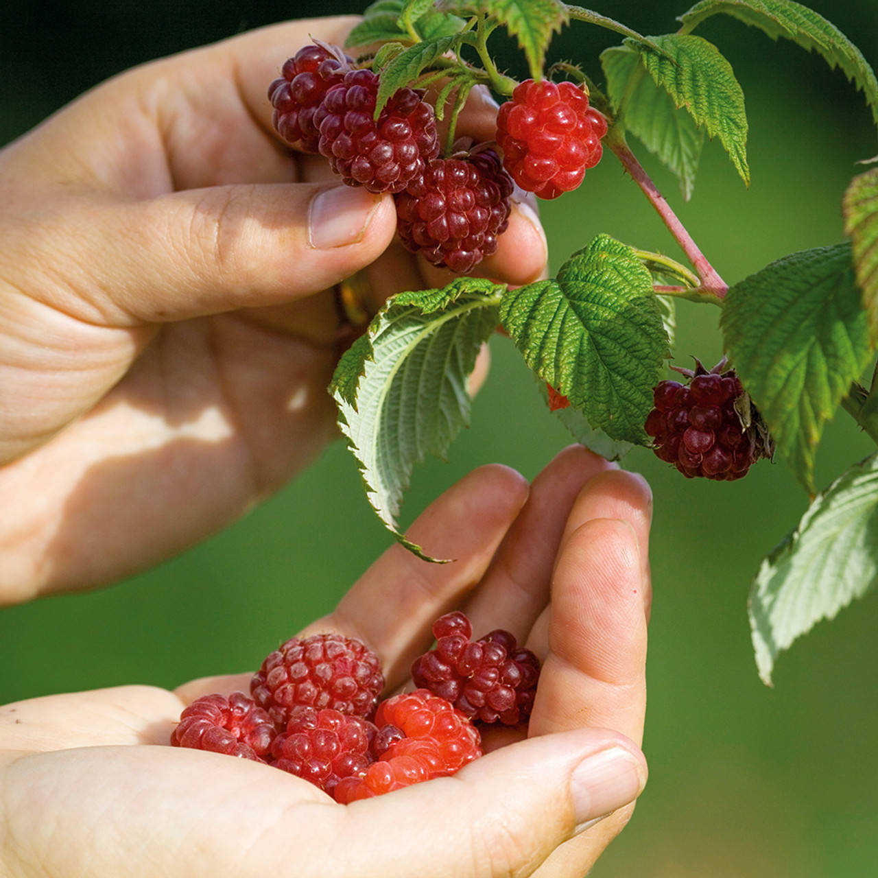 Loganberries Hand-picking Wallpaper