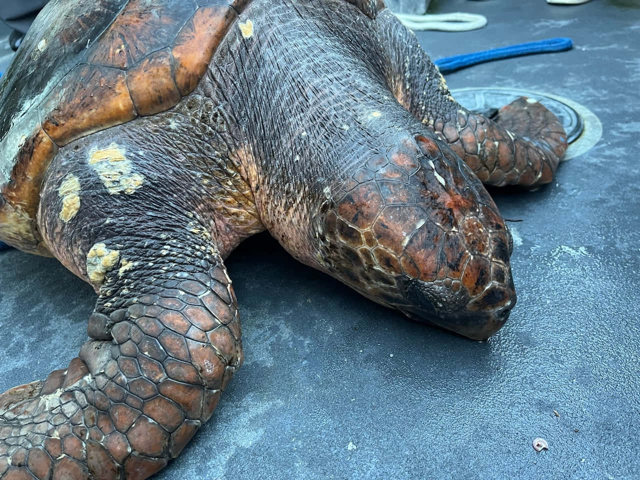 Loggerhead Sea Turtle Close Up Wallpaper