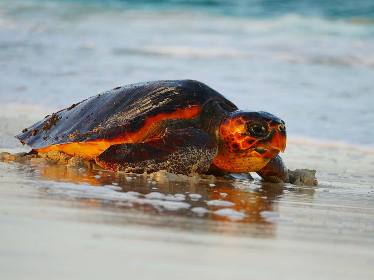 Loggerhead Sea Turtle On Beach Wallpaper