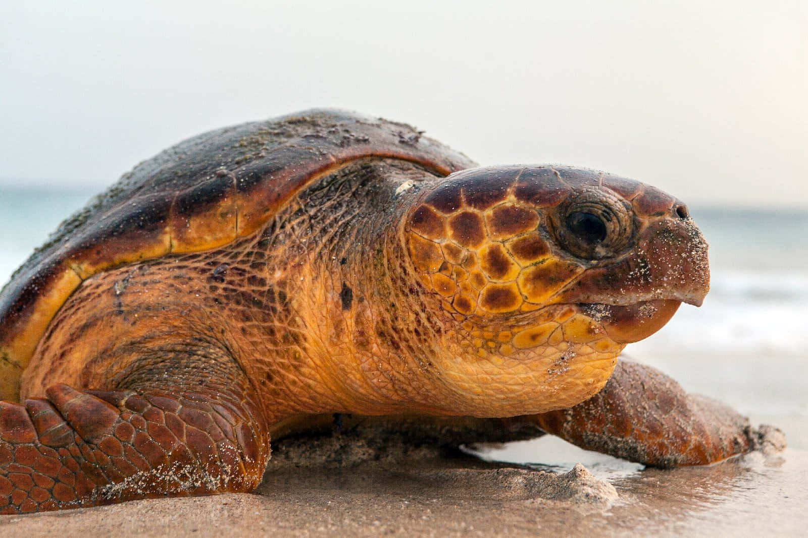 Loggerhead Sea Turtle On Beach Wallpaper