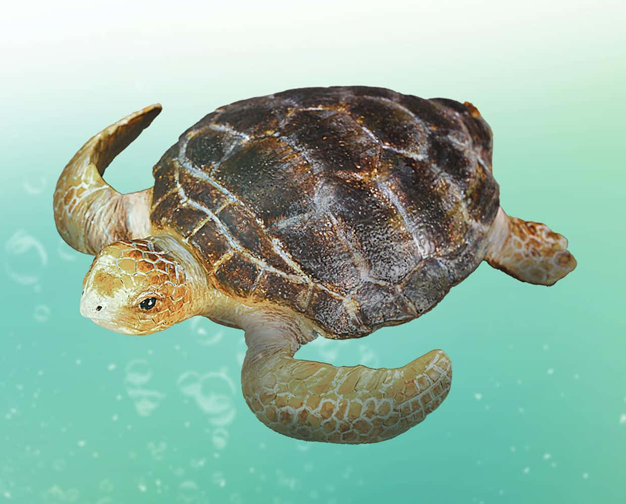 Loggerhead Sea Turtle Swimming Wallpaper