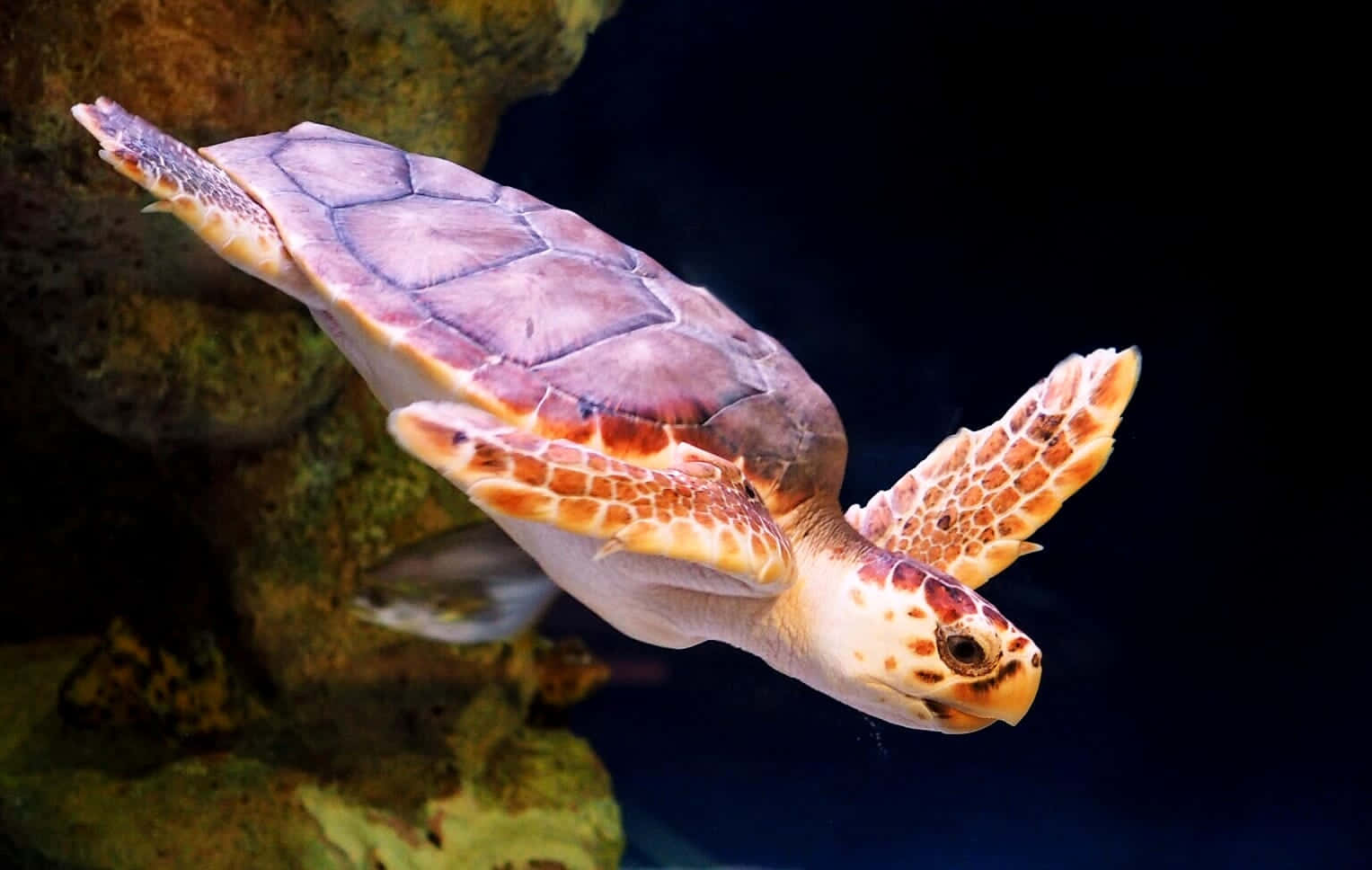 Loggerhead Sea Turtle Swimming Wallpaper