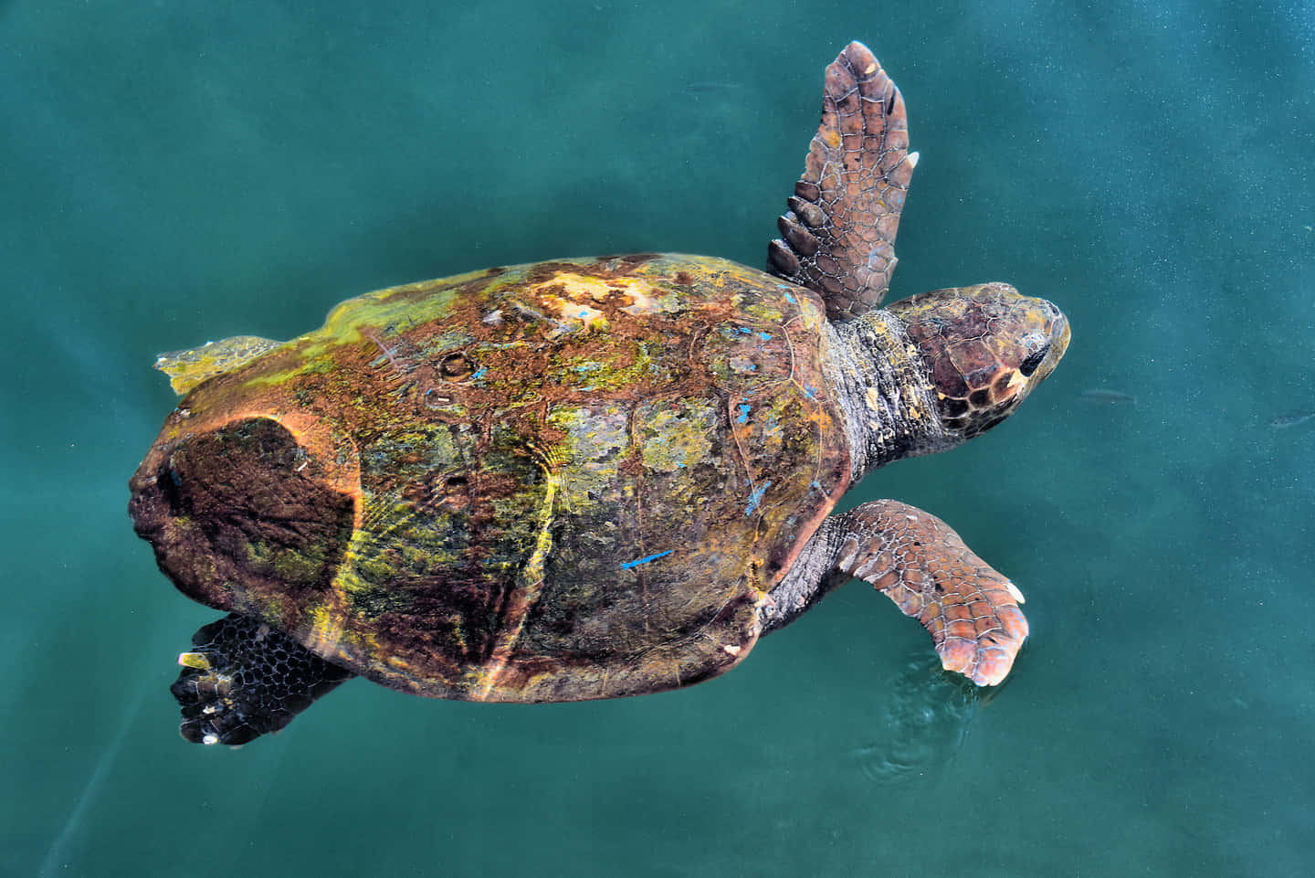 Loggerhead Sea Turtle Swimming Wallpaper