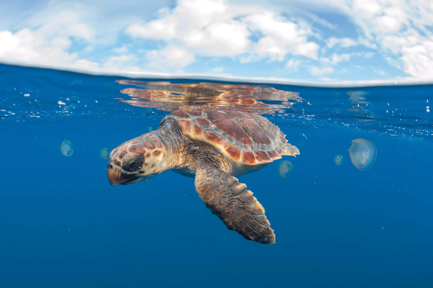 Loggerhead Sea Turtle Swimming Wallpaper