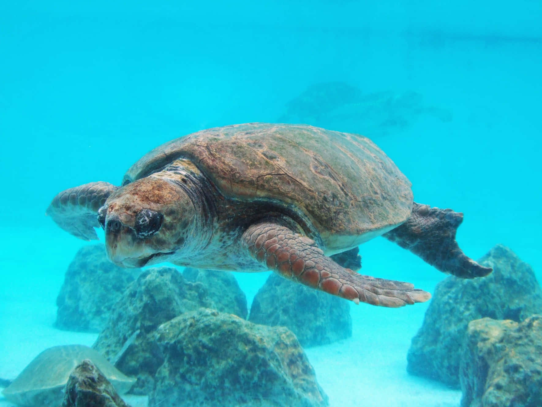 Loggerhead Sea Turtle Swimming Underwater Wallpaper