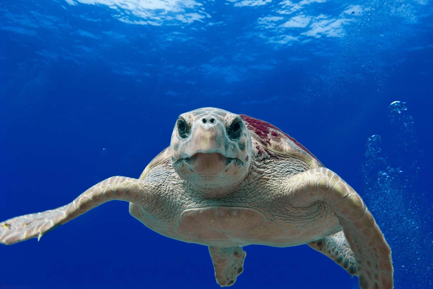 Loggerhead Sea Turtle Swimming Wallpaper