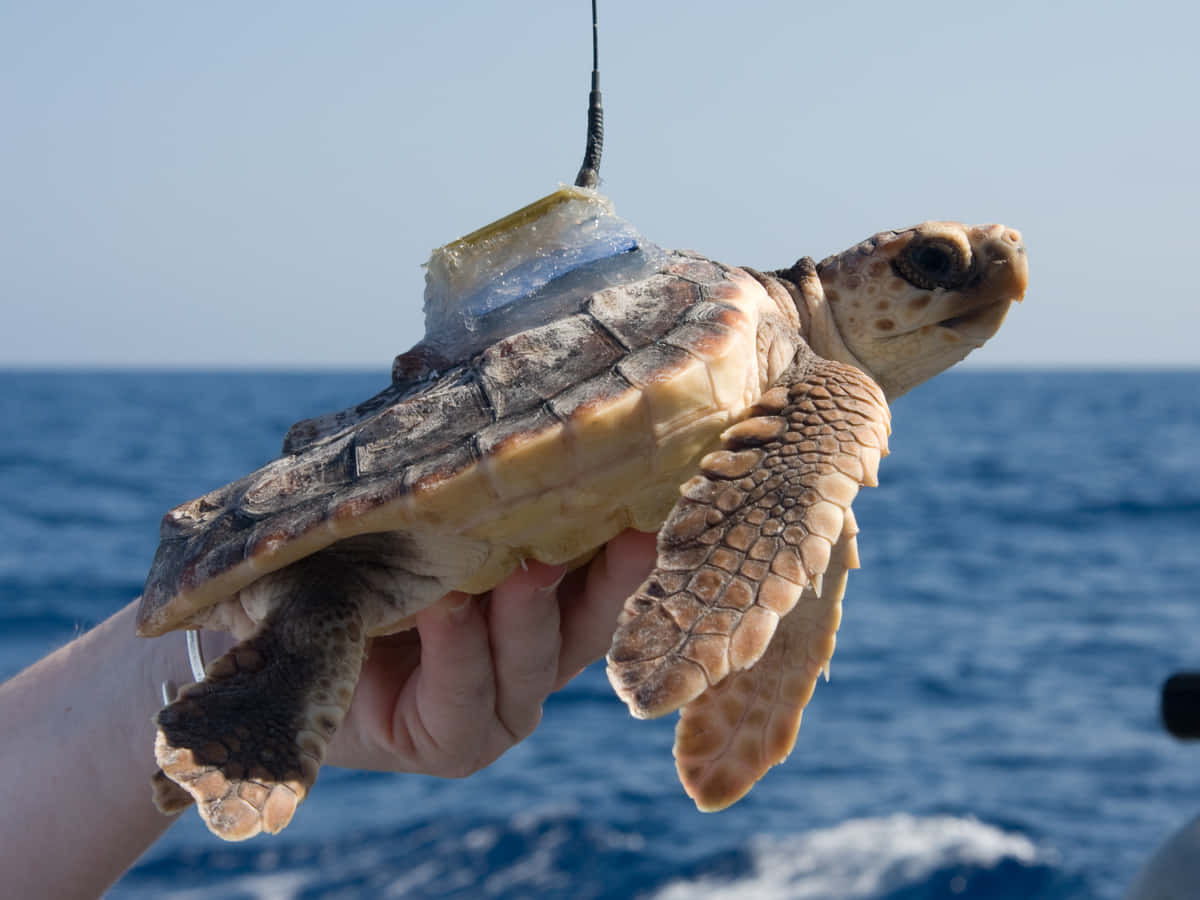 Loggerhead Sea Turtle Tagging Wallpaper