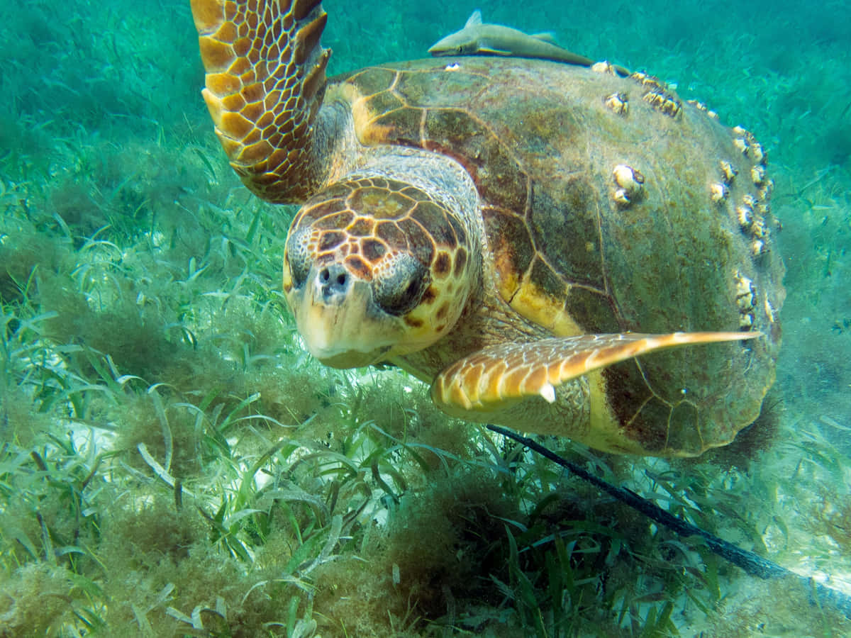 Loggerhead Sea Turtle Underwater Wallpaper