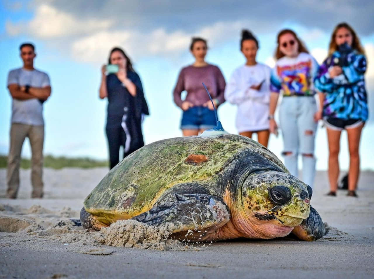 Loggerhead Turtle With Onlookers Wallpaper